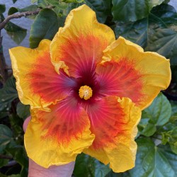 Cultivar Details