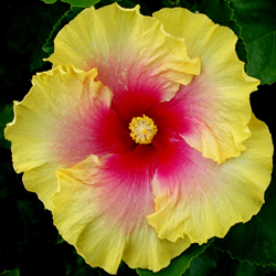 Cultivar Details