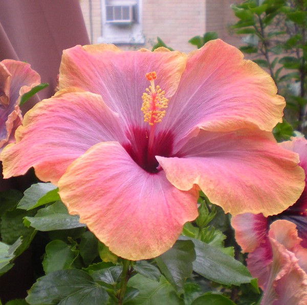 International Hibiscus Society