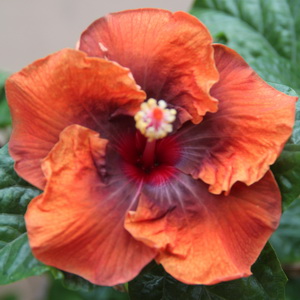 THE HIBISCUS DOM DUARTE - Distram SAS